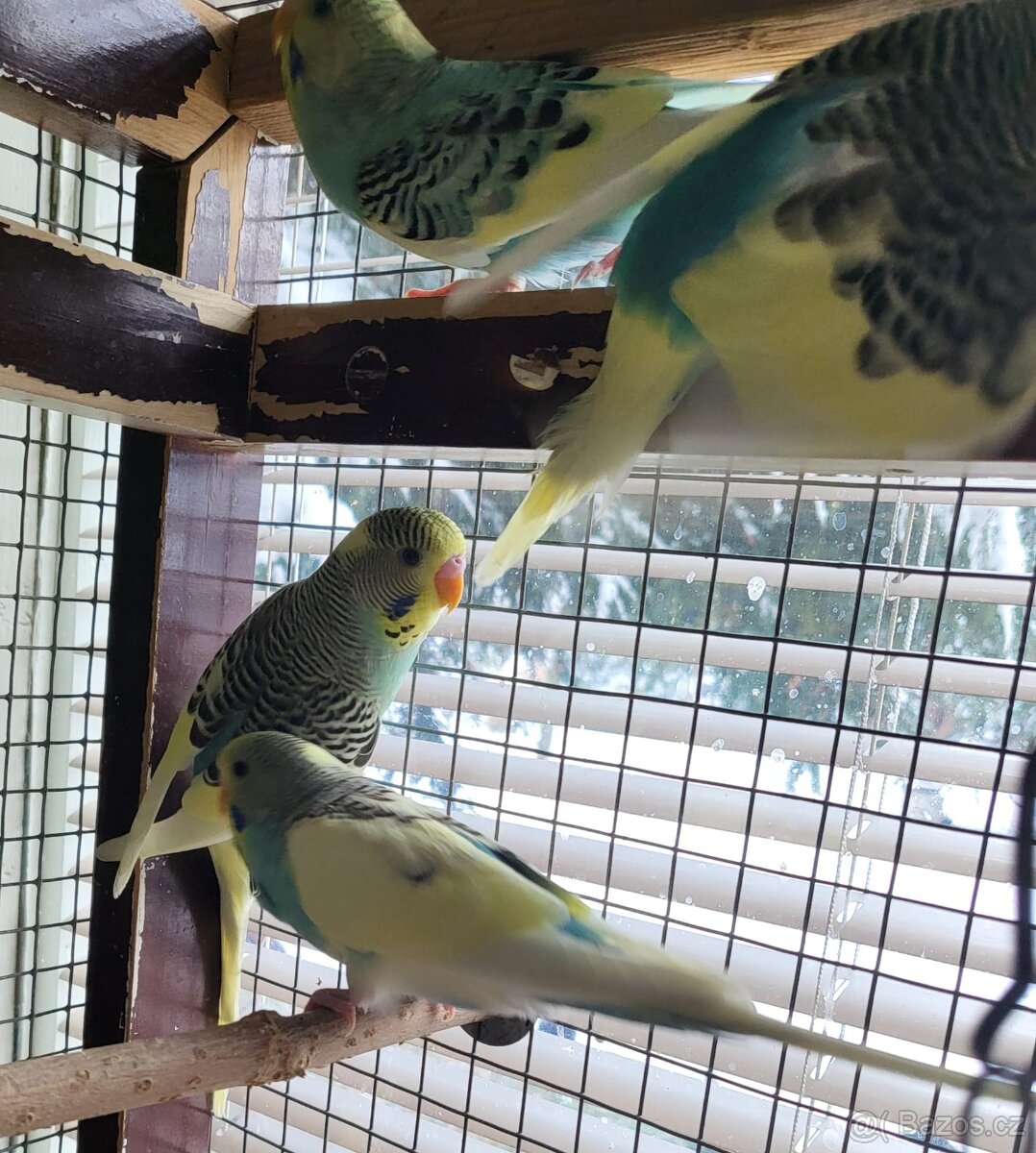 Andulky letošní - 5