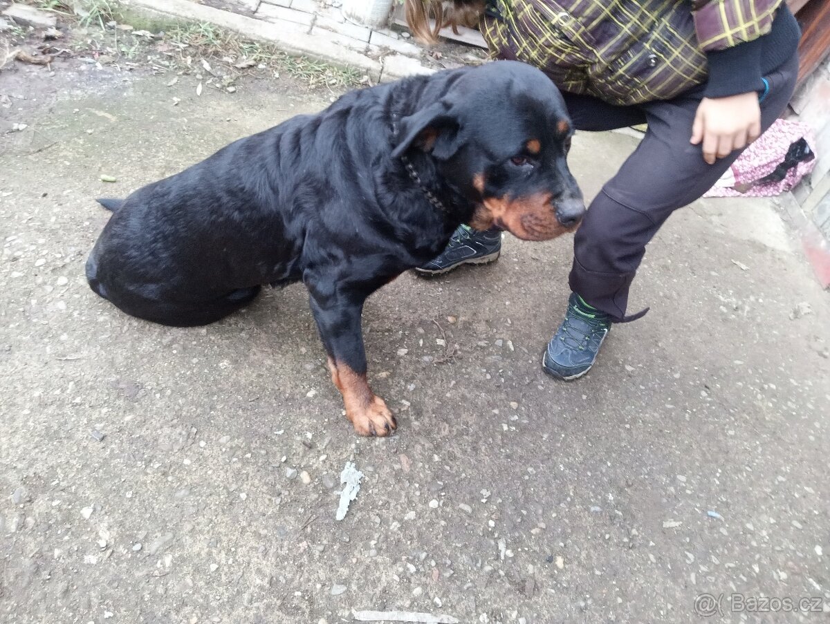 Rotvajler Rotweiler štěně - 5