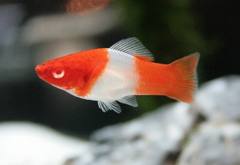 Aktuální nabídka akvarijních rybek,šneků,krevet - 5