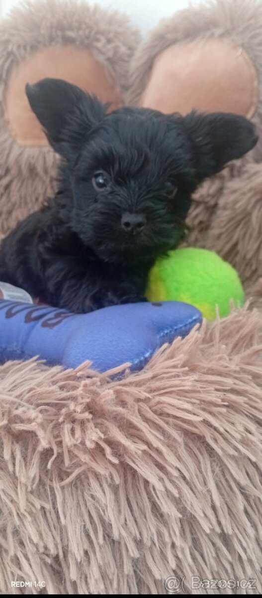 Jorkšírský teriér,Biewer,Merle, Black - 5