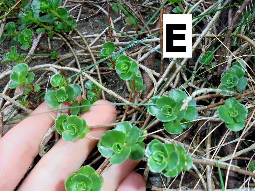 Skalničky - rozchodník - různé druhy, i barevné - 5