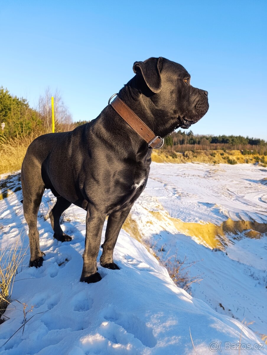 Cane CORSO - NABÍDKA KE KRYTÍ - 5