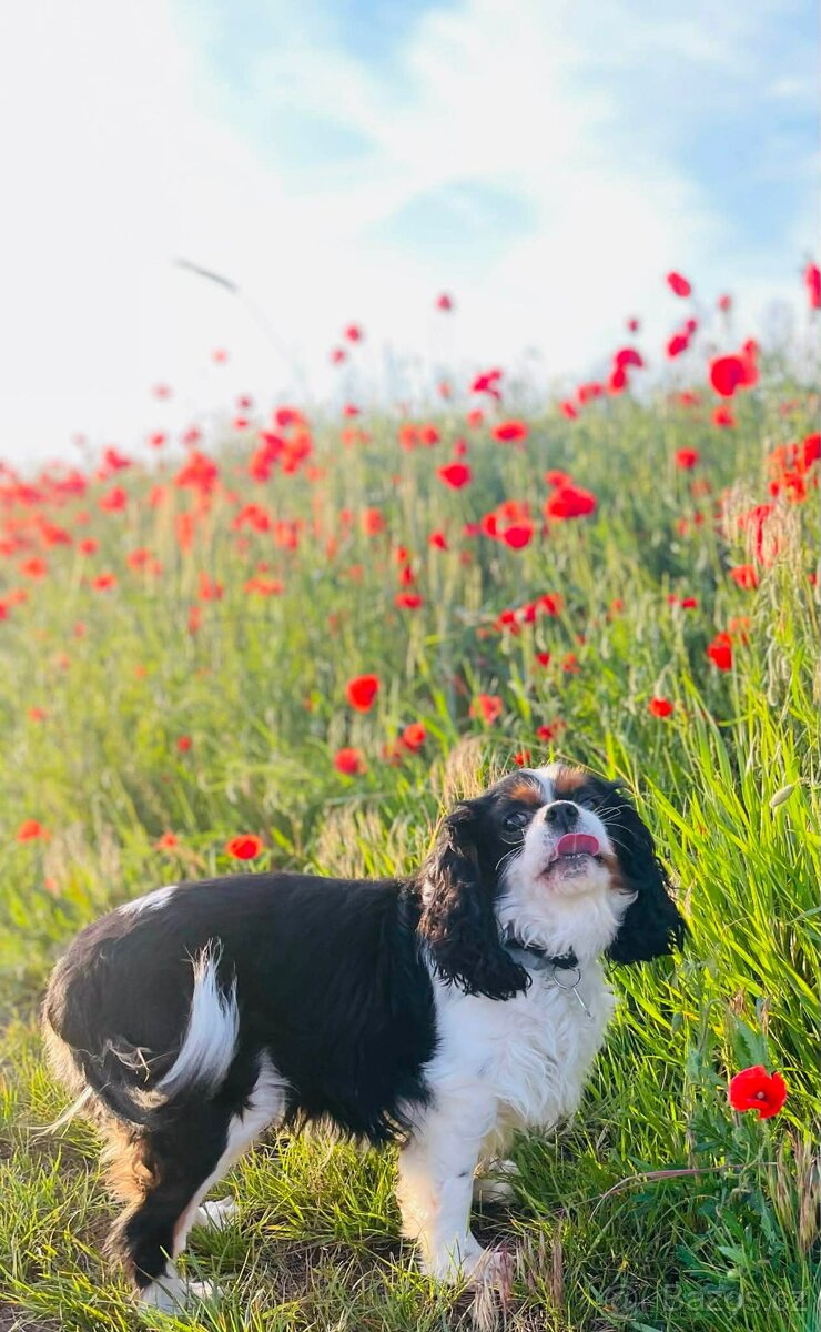 Štěňata Kavalíra - 5