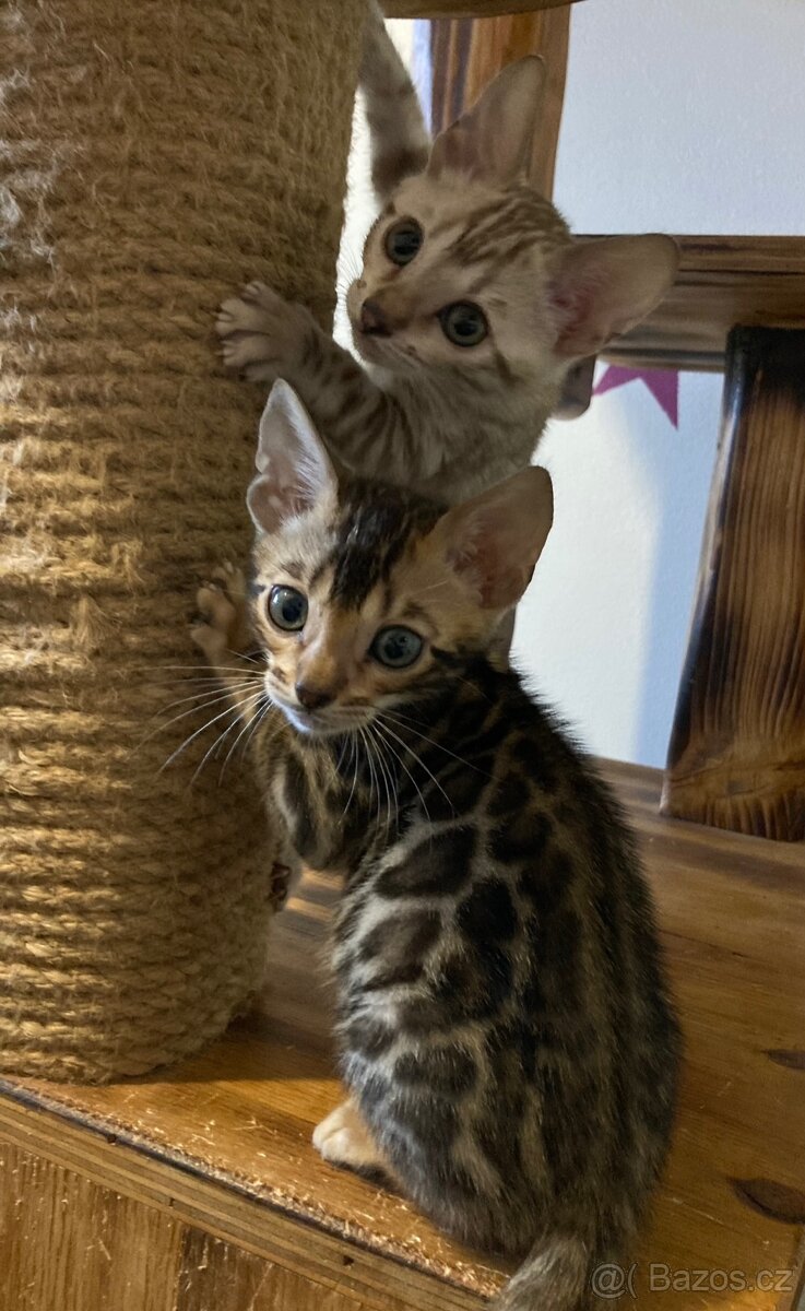 Bengálská kočka,bengálské kotě - 5