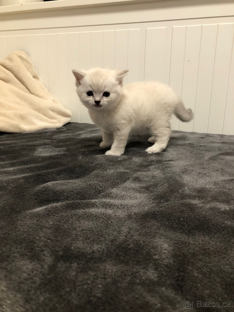 Čistokrevná britská krátkosrstá koťata po rodičích s PP - 5