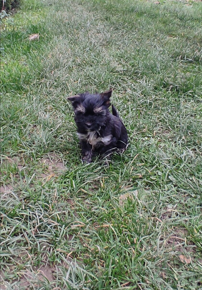 Jorkšírský teriér - 5