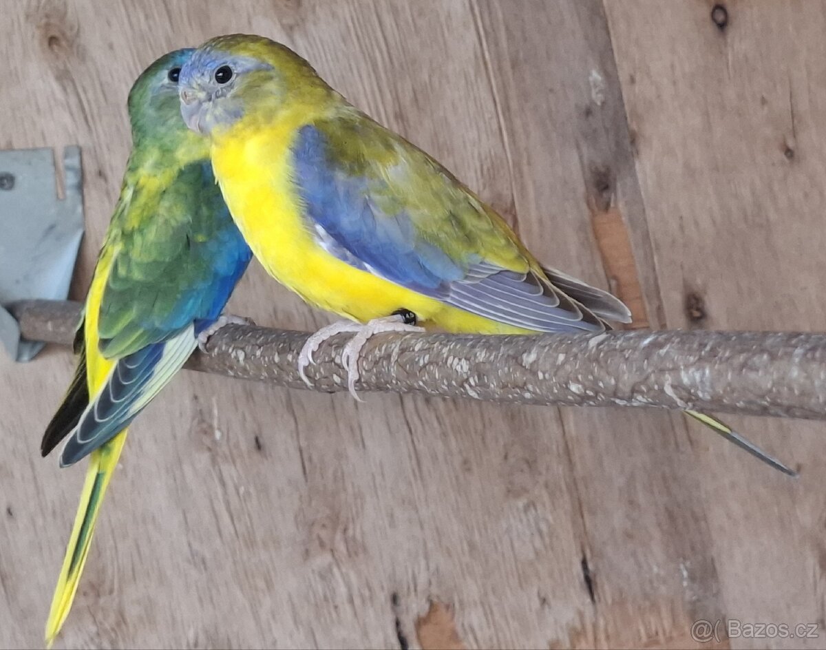 Neoféma tyrkysová žltobruchý škoricový opalín - 5