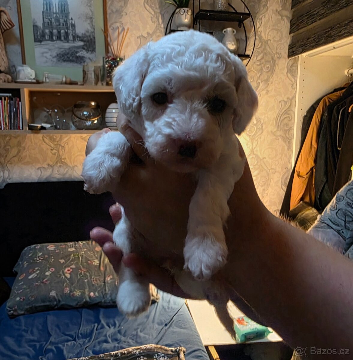 Pudl trpasličí štěně - 5