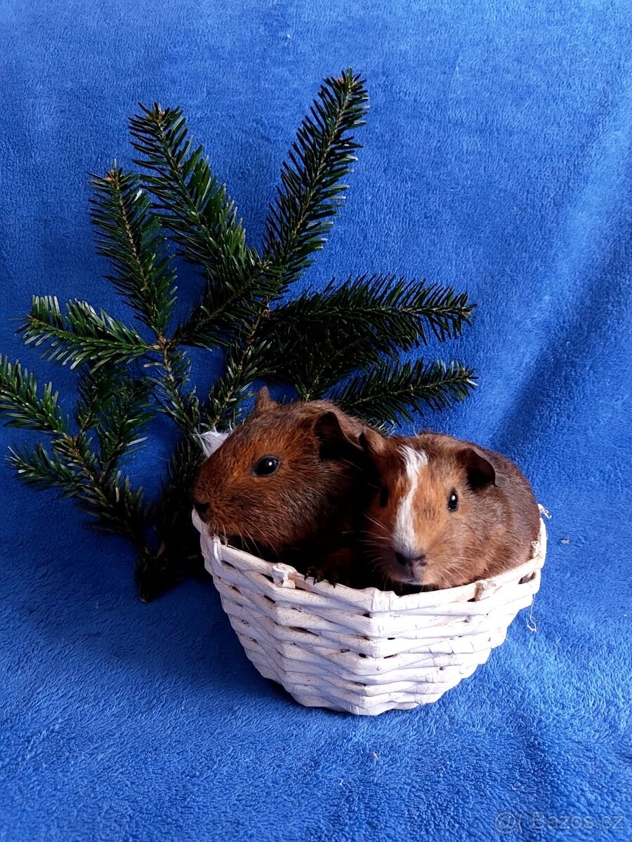 Morče, morčátka miminka - 5