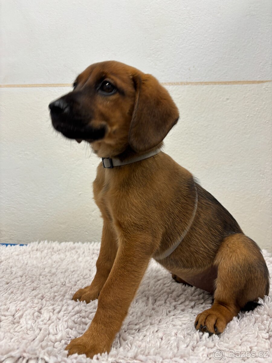 Štěňátko Freya hledá domov - 5