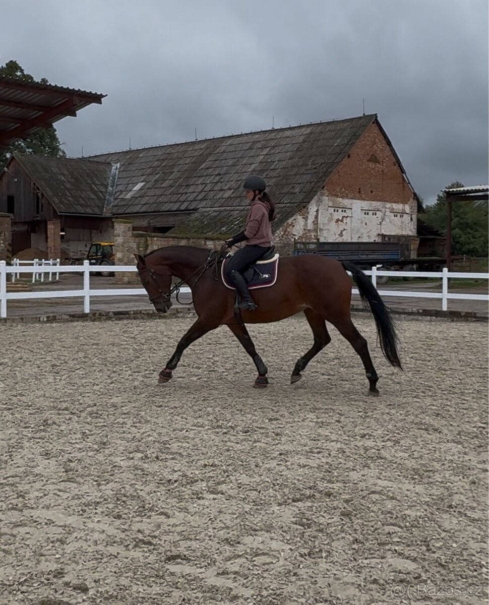 13-letá klisna na prodej - 5