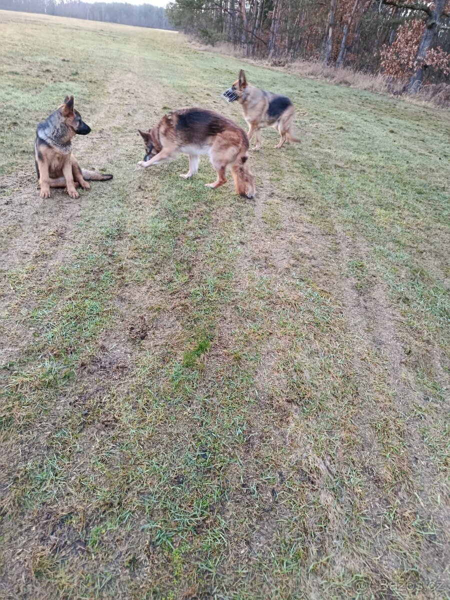 Německý ovčák bez PP - 5