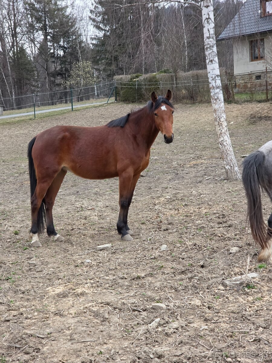 Klisna po ČSP Olly - 5