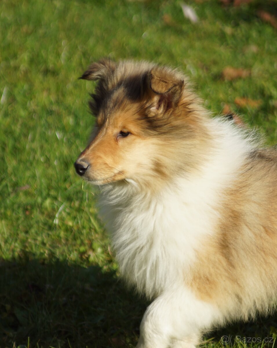 KOLIE DLOUHOSRSTA ZLATA - 5