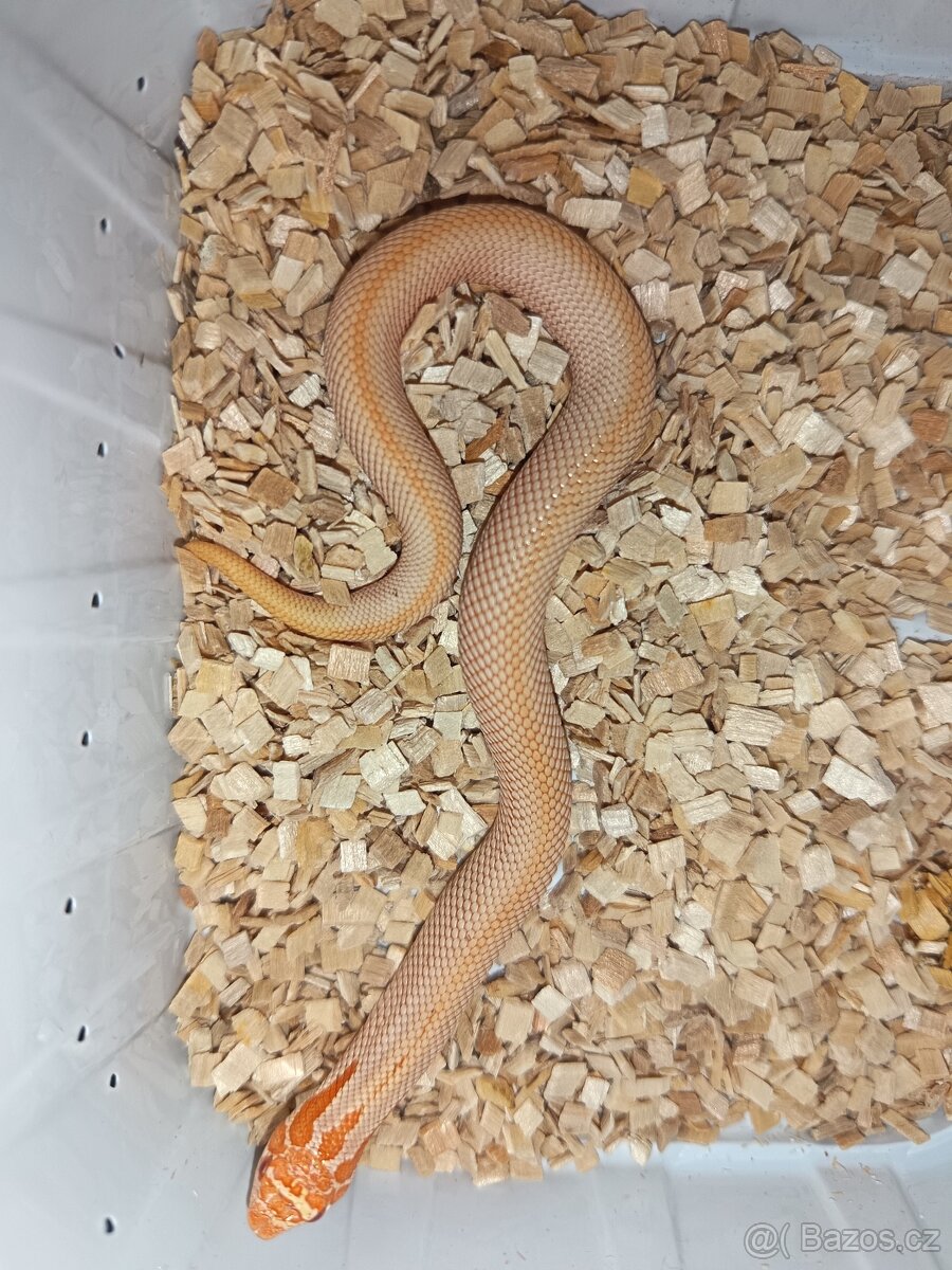Heterodon Nosatý mláďata 2025 - 5