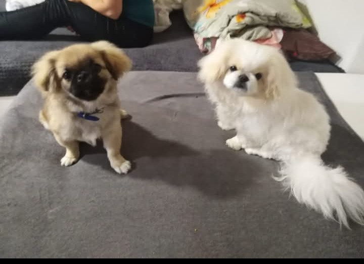 Pekingský palácoví psík. - 5