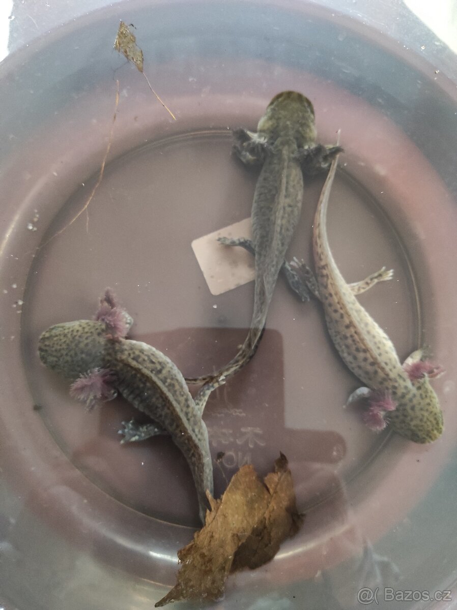 Axolotl mexický - Ambystoma mexicanum - 5