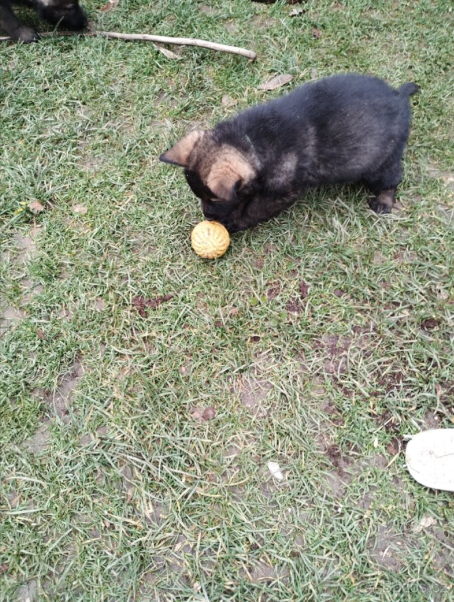 Německý ovčák štěňata - 5