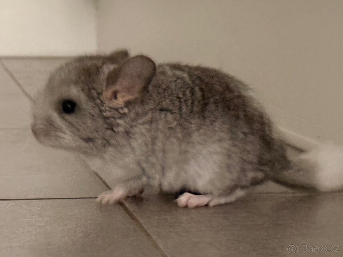 Činčila mládě samičky - 5