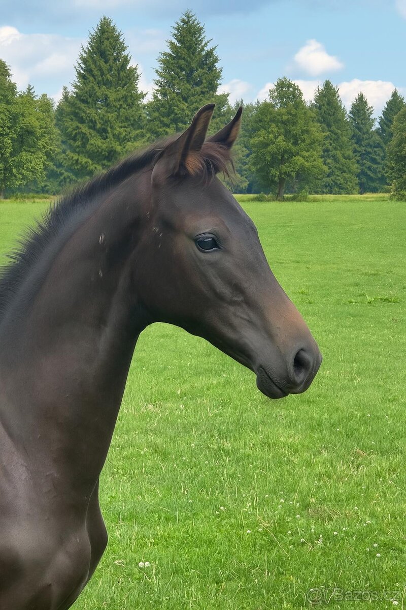 Oldenburská drezurní kobylka - 5