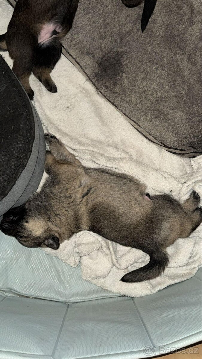 Prodam štěňátka - 5