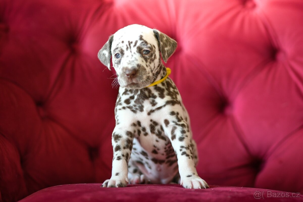 Dalmatin s PP - 5