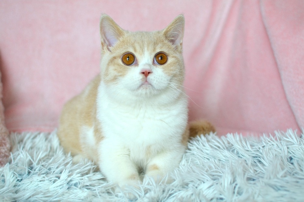 Britský bicolorní kocourek s PP - 5