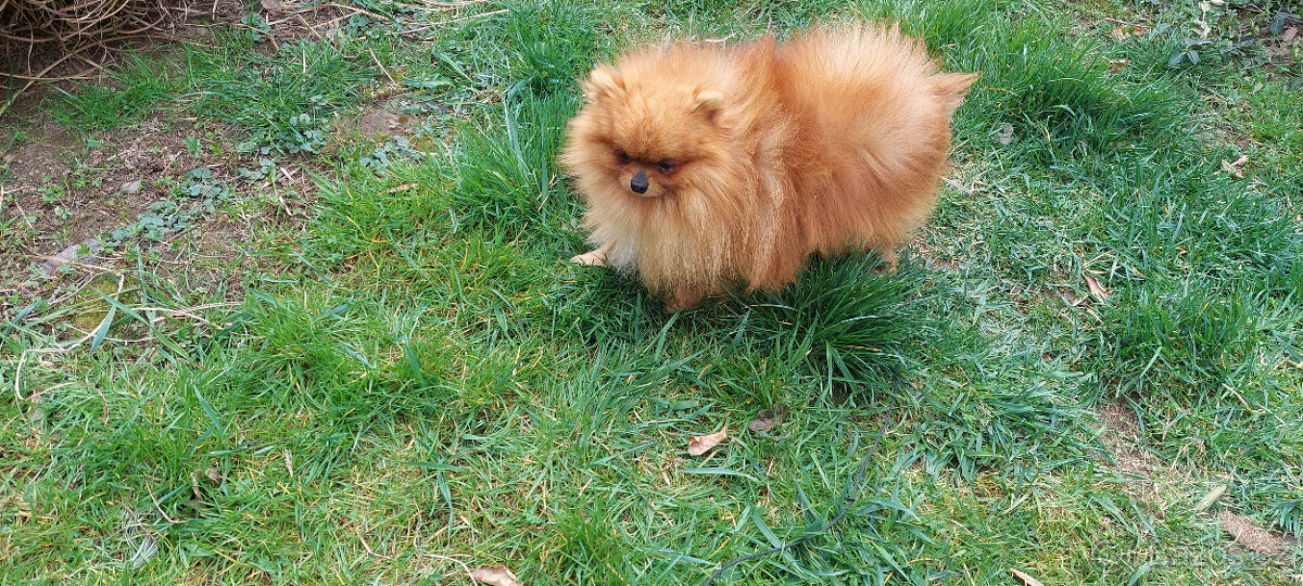 Německý špic pomerian - 5