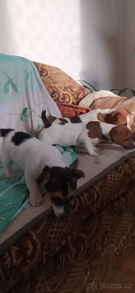 Jack Russell teriér - 5