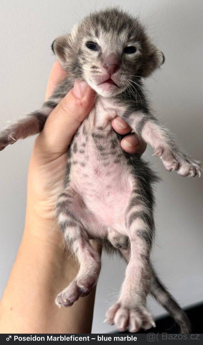 Orientální koťe Marbleficent s PP - 5