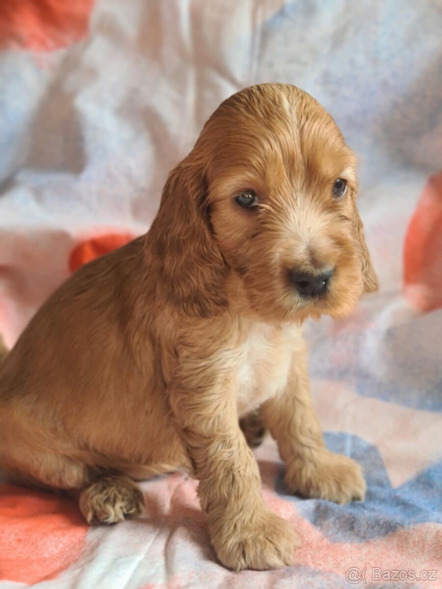 Anglický kokršpaněl zlatá fenka - 5