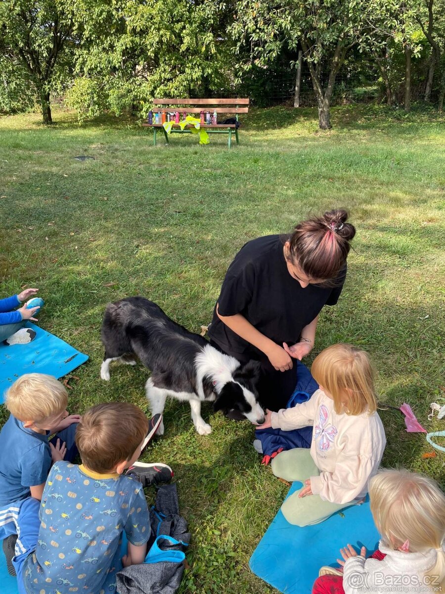 Border kolie s PP, štěňátka - 5