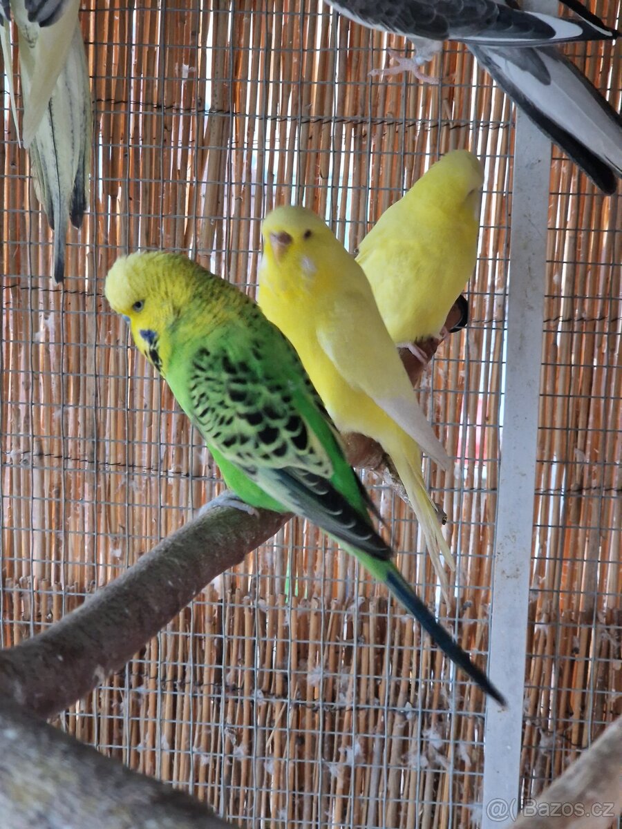 Výstavní andulky - 5