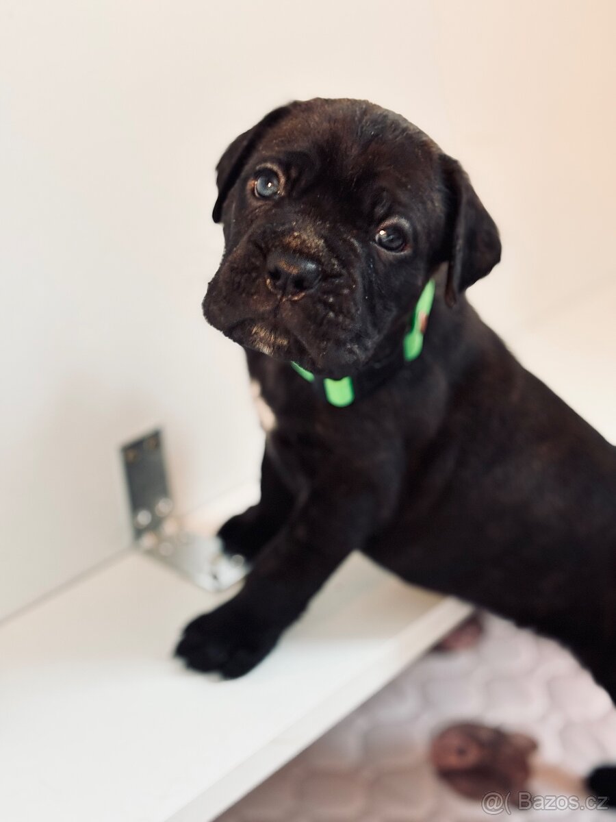 Cane corso s PP - 11 Vánočních štěňátek k rezervaci - 5