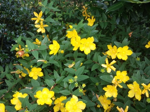 Okrasné rostliny - 5