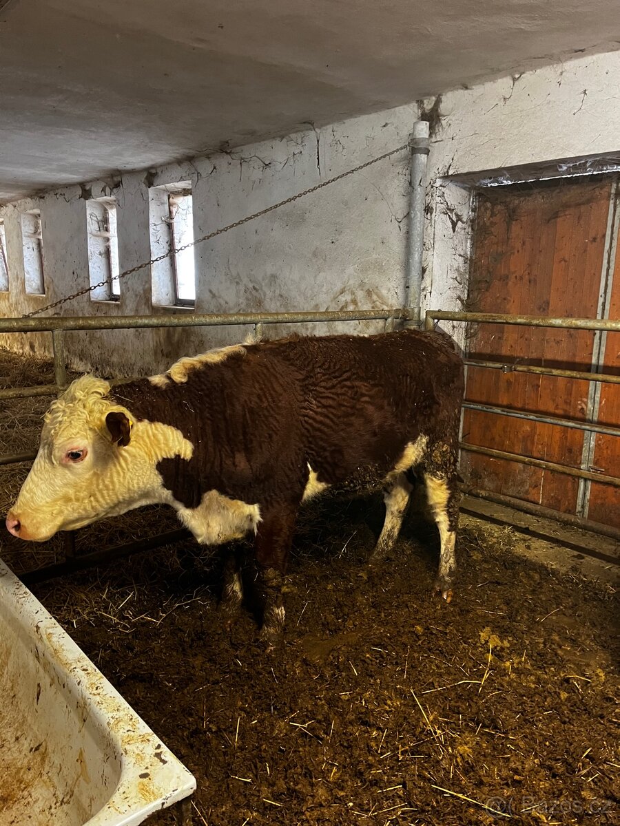 Jalovice Hereford - 5