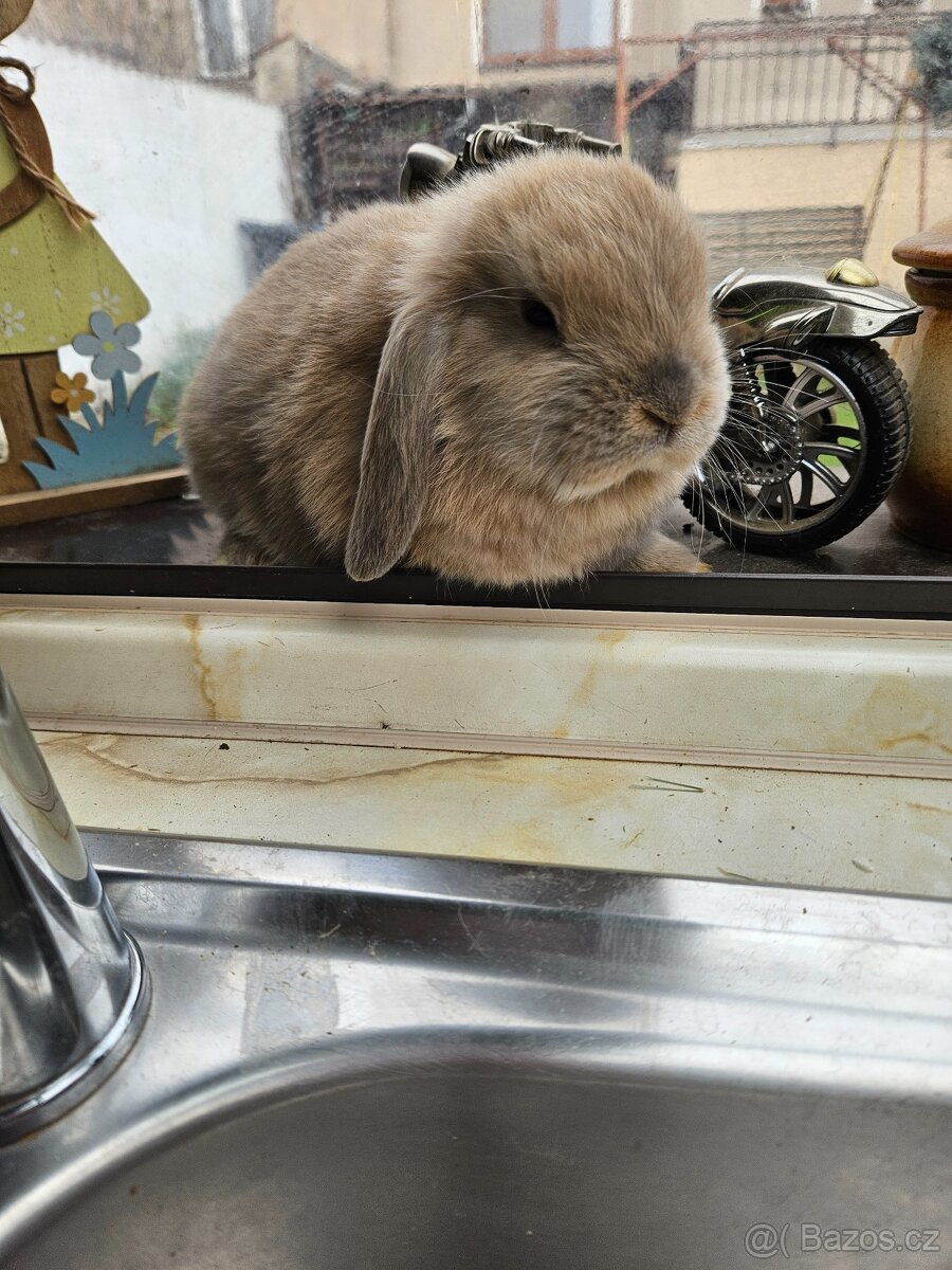 Zakrslý králík - 5