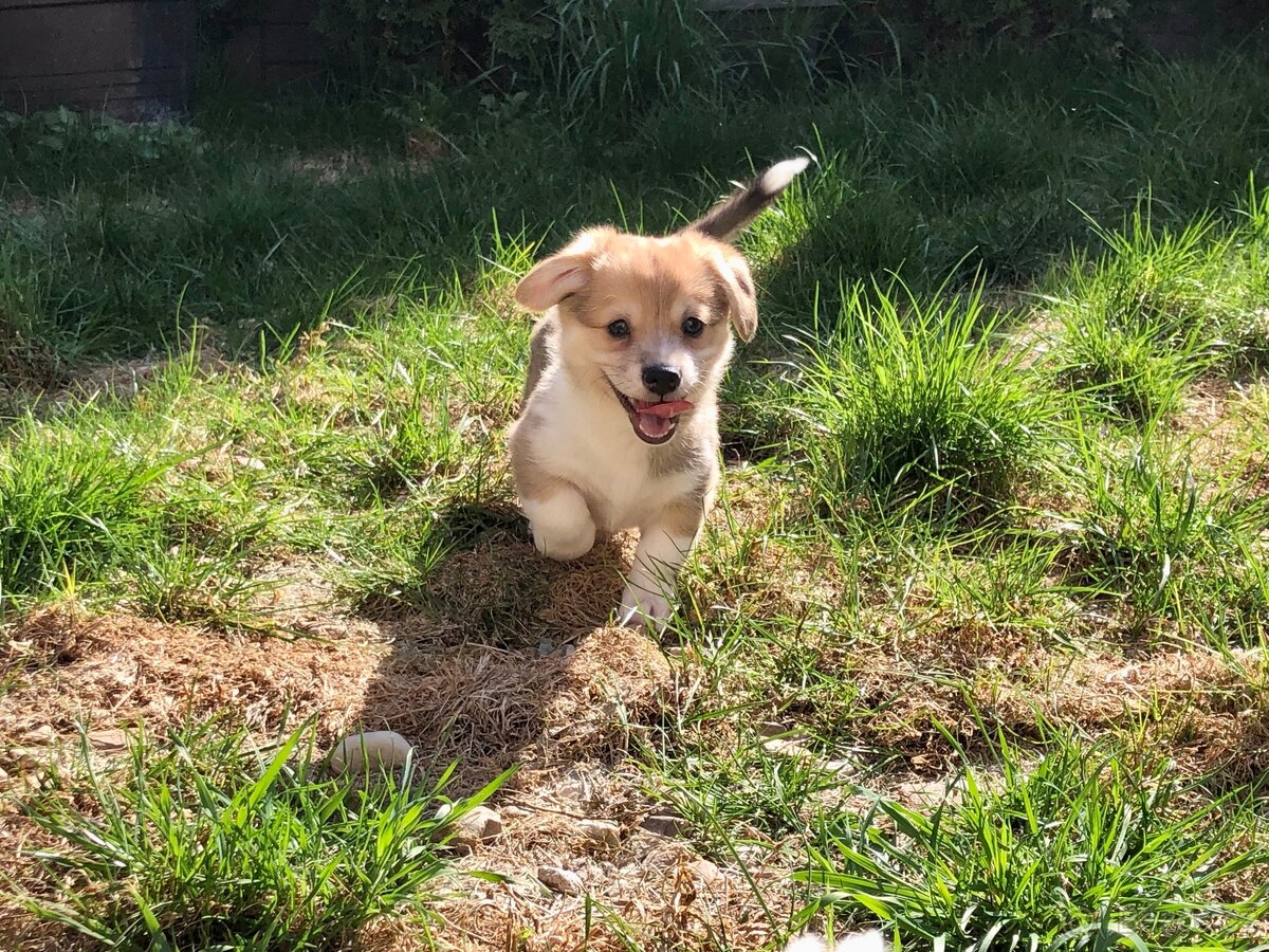 Štěně - kříženec - 5