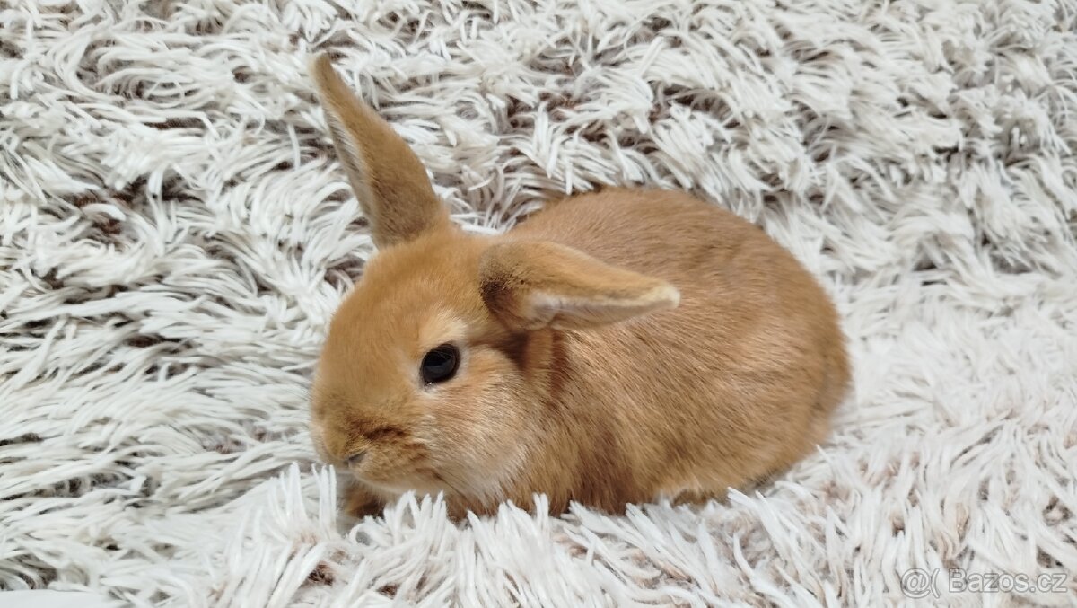 Zakrslý králík, králíček - LILI - 5