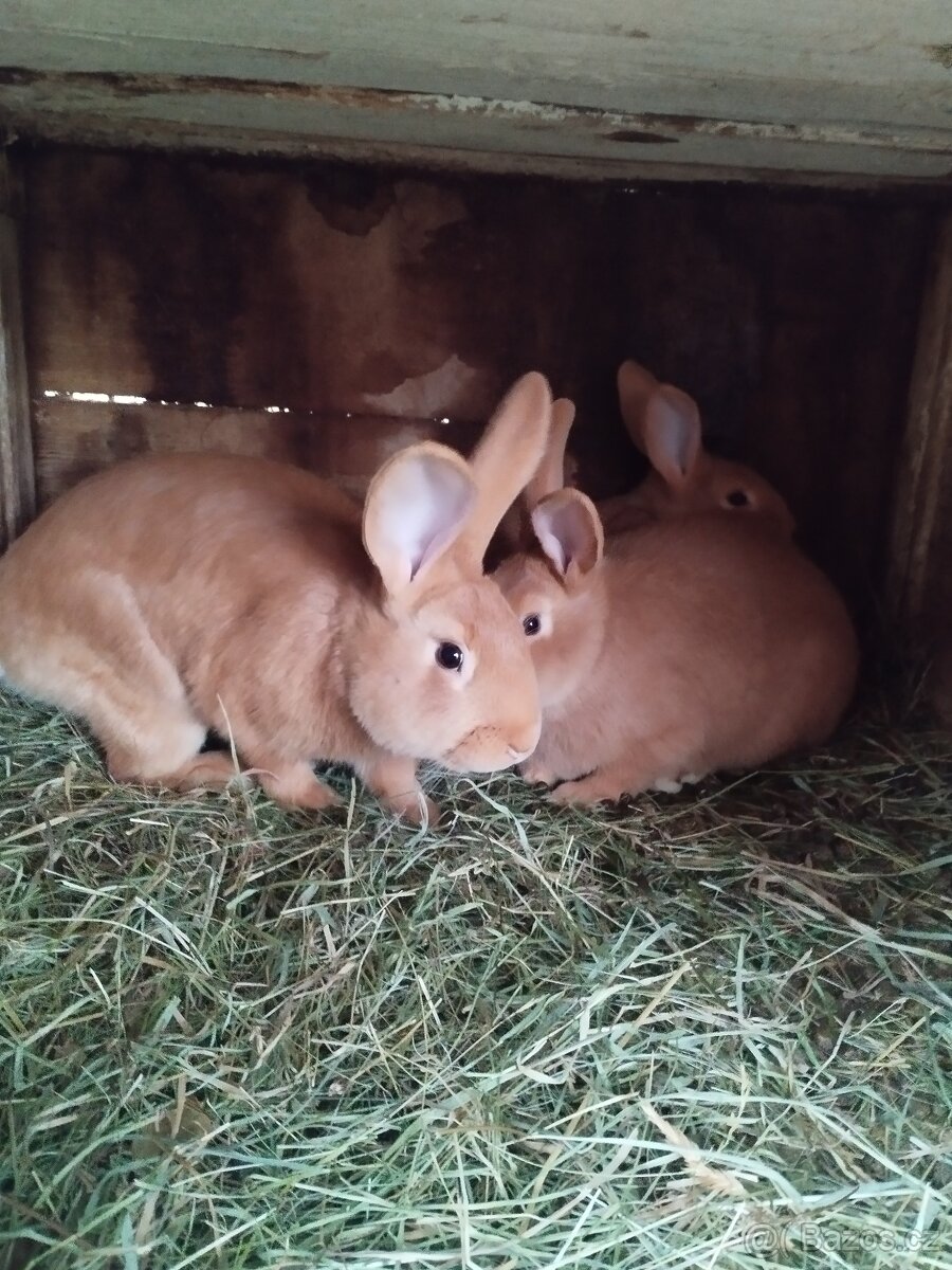 Burgundský králík - 5