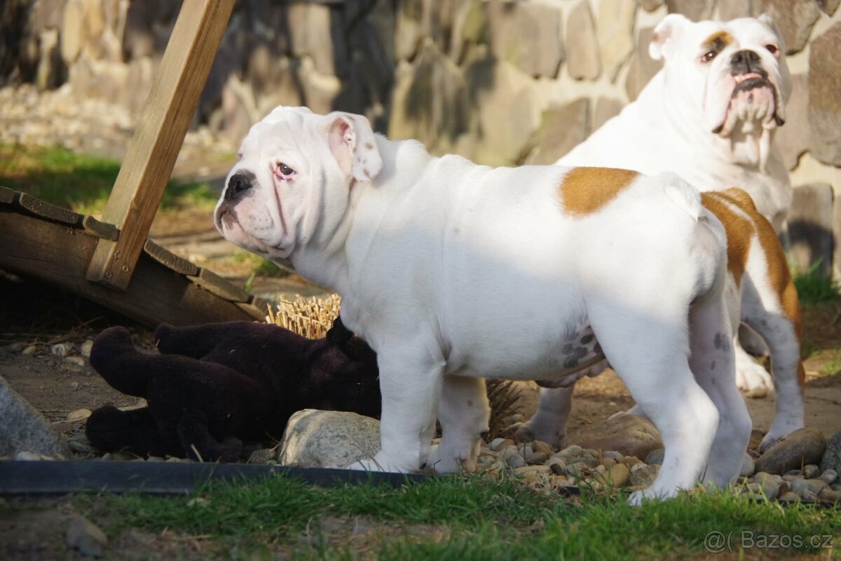 anglický buldok - 5