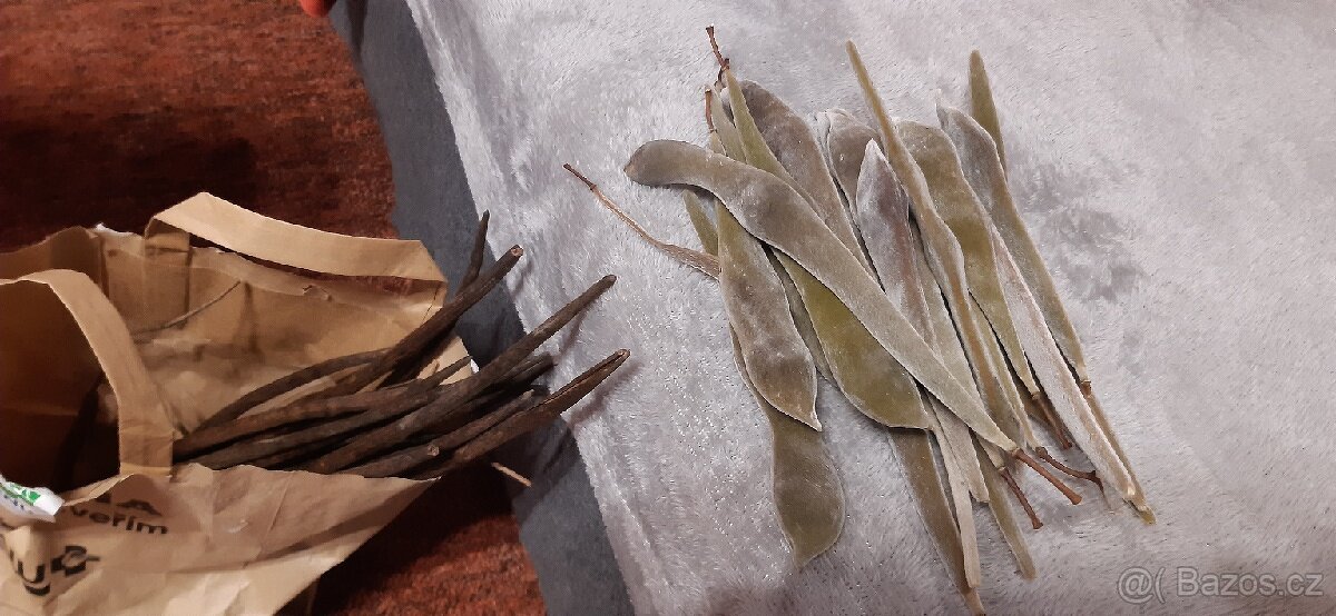 Semena vistárie a katalpy + stromky + vodní rostliny - 5