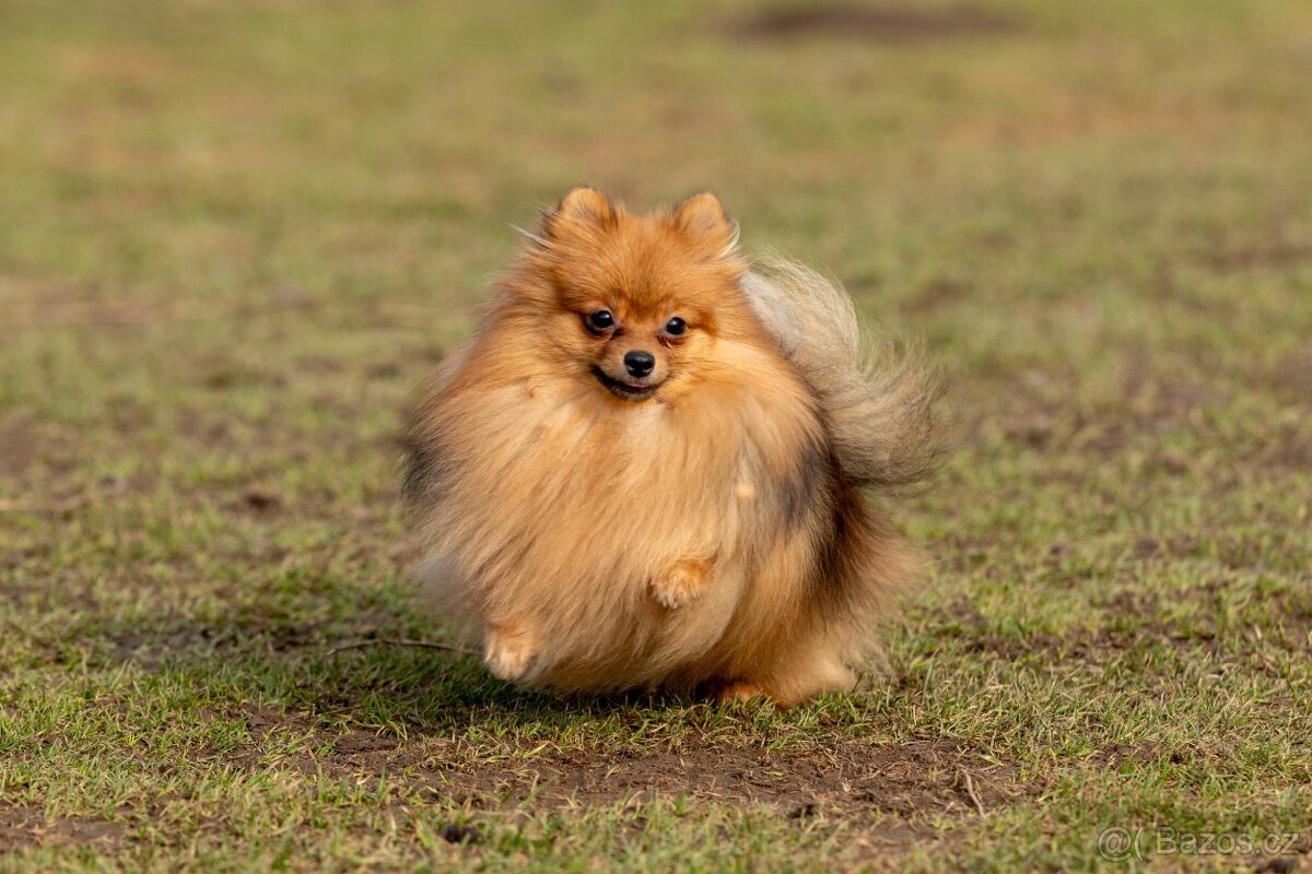 Pomeranian s PP - 5