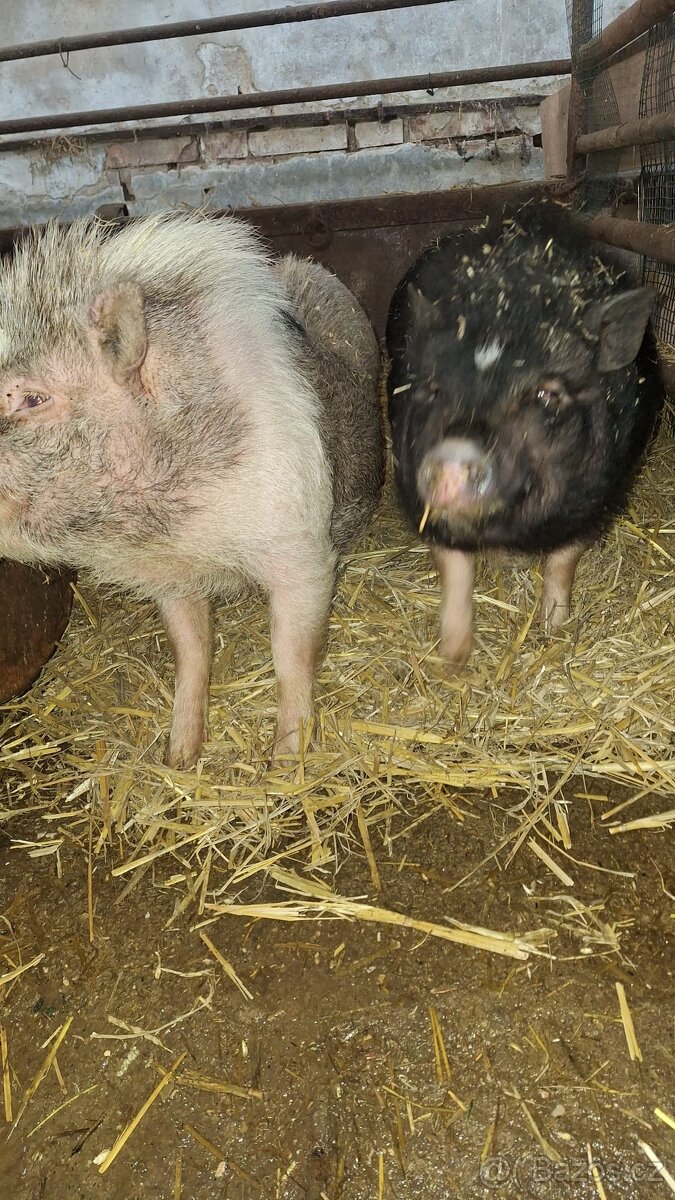 Gottigemske prasata - 5