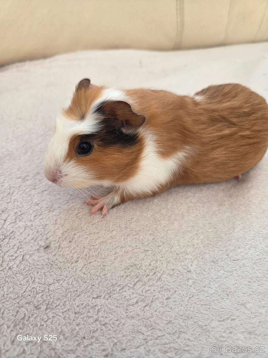 Daruji morčátka - 5