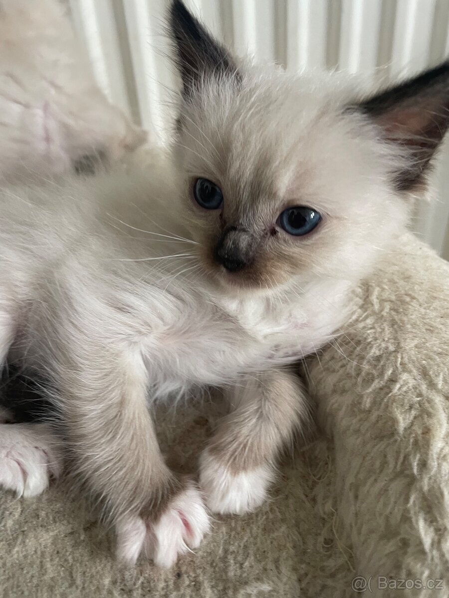 Kocourci Ragdoll bez pp - 5