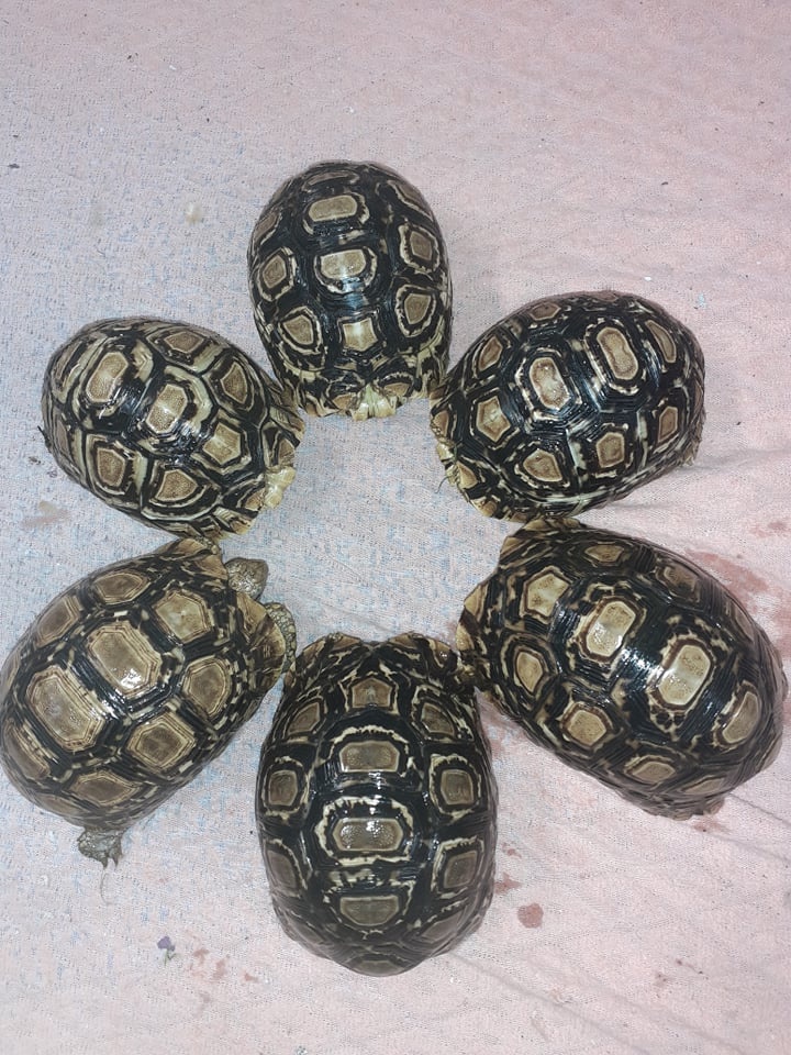 Suchozemské želvy plus komplet vybavená terária - 5