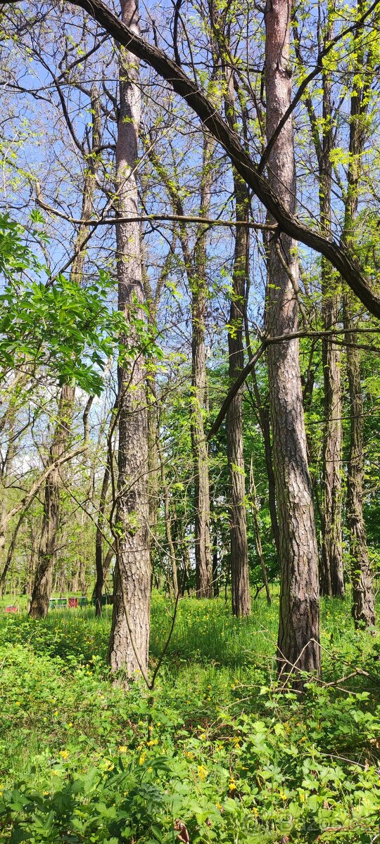 Prodej/výměna lesa - 5