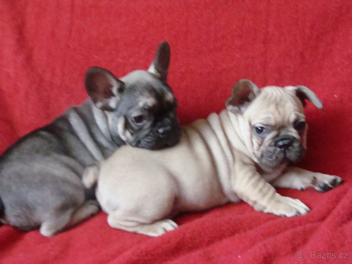 francouzský buldoček - 5
