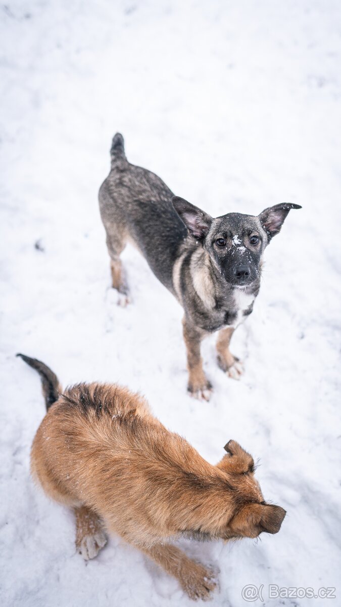 Anna - 4měsíční štěně, malá veselá holčička - 5